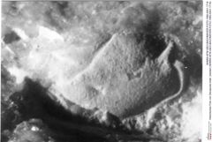 Historisches Foto von Decapoda indet. (lobster) (NHMW-AFW-GEO-BACHMAYER-FOTO-1990-0041-1718)